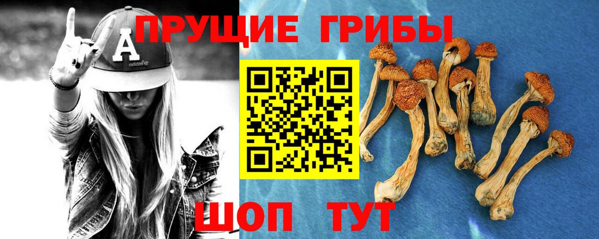Псилоцибиновые грибы Psilocybine cubensis Вязники
